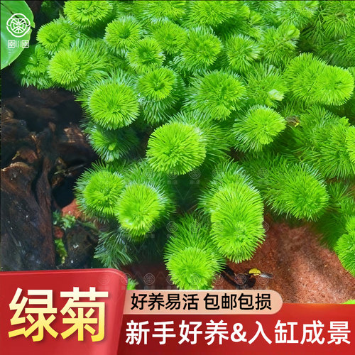 绿菊真水草新手好养中后景