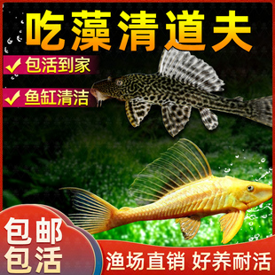 鱼缸清洁工清道夫金苔鼠鱼活体观赏热带淡水吃屎垃圾粪便清理藻类