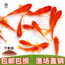 草金鱼观赏鱼小金鱼活鱼淡水好养耐活鱼苗小型锦鲤淡水宠物冷水鱼
