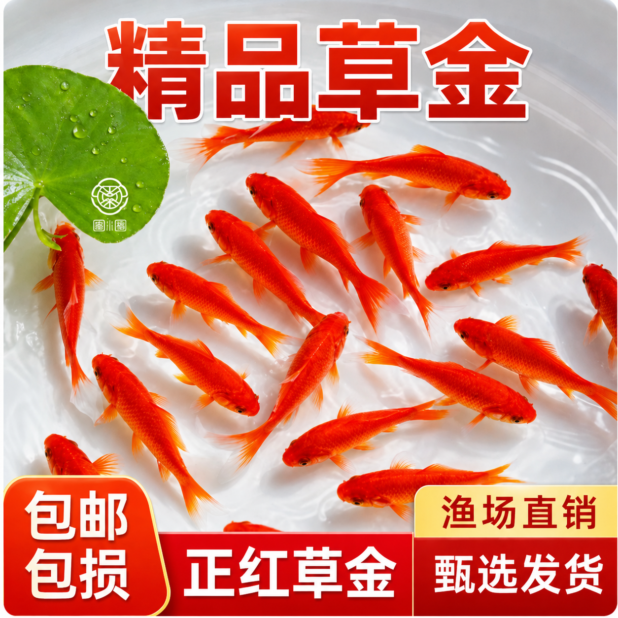草金鱼活鱼观赏鱼苗小型淡水冷水好养易耐活锦鲤鱼苗小金鱼红草金