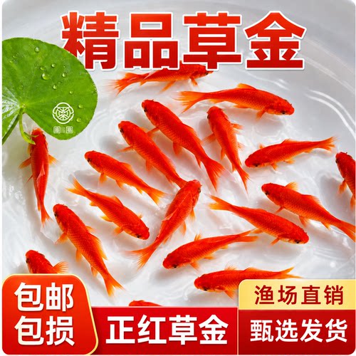 草金鱼活鱼观赏鱼苗小型淡水冷水好养易耐活锦鲤鱼苗小金鱼红草金