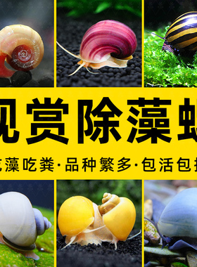 观赏螺清洁除藻工具螺苹果螺黑金刚彩蛋螺神秘黄金斑马洋葱活体螺