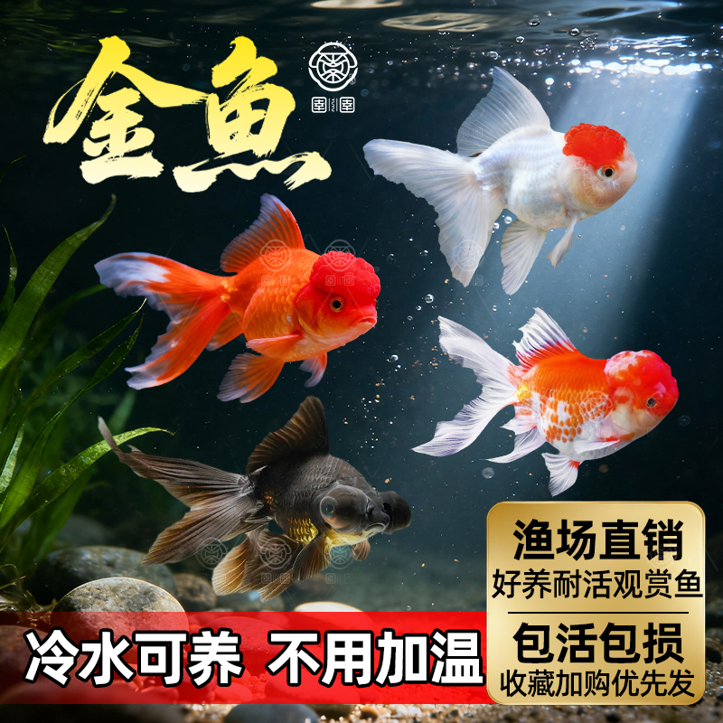 金鱼活鱼红狮子头鸿运当头鱼
