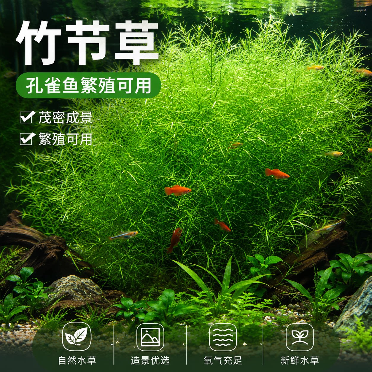 水草印度小竹节草好养植物图片