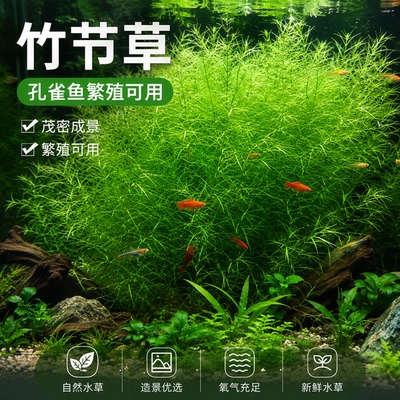 水草印度小竹节草好养植物