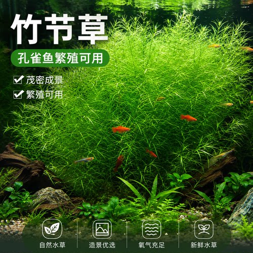 水草印度小竹节草好养植物