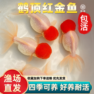 顺丰鸿运当头鱼观赏鱼鹤顶红狮子头金鱼活鱼丹顶冷水鱼淡水好养耐