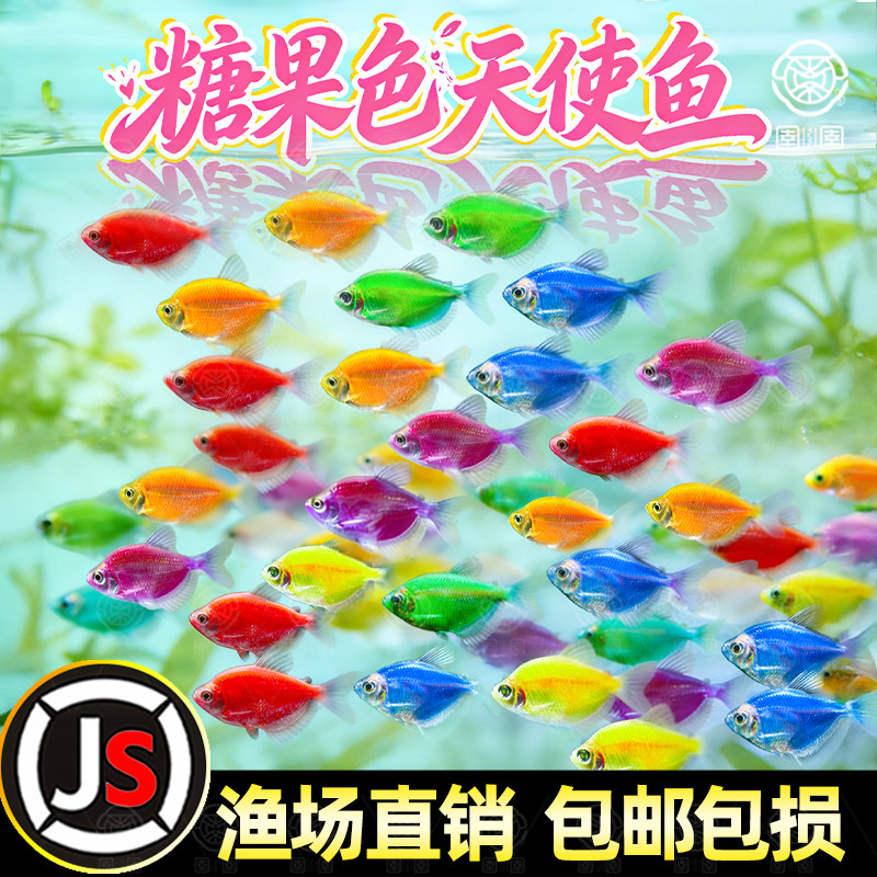 天使鱼观赏鱼活鱼大号群游活体斑马孔雀热带鱼小型鱼淡水好养耐活