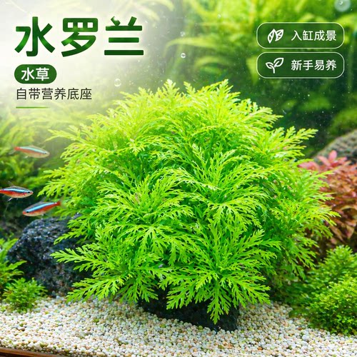 水罗兰水草植物真草鱼缸水草造景