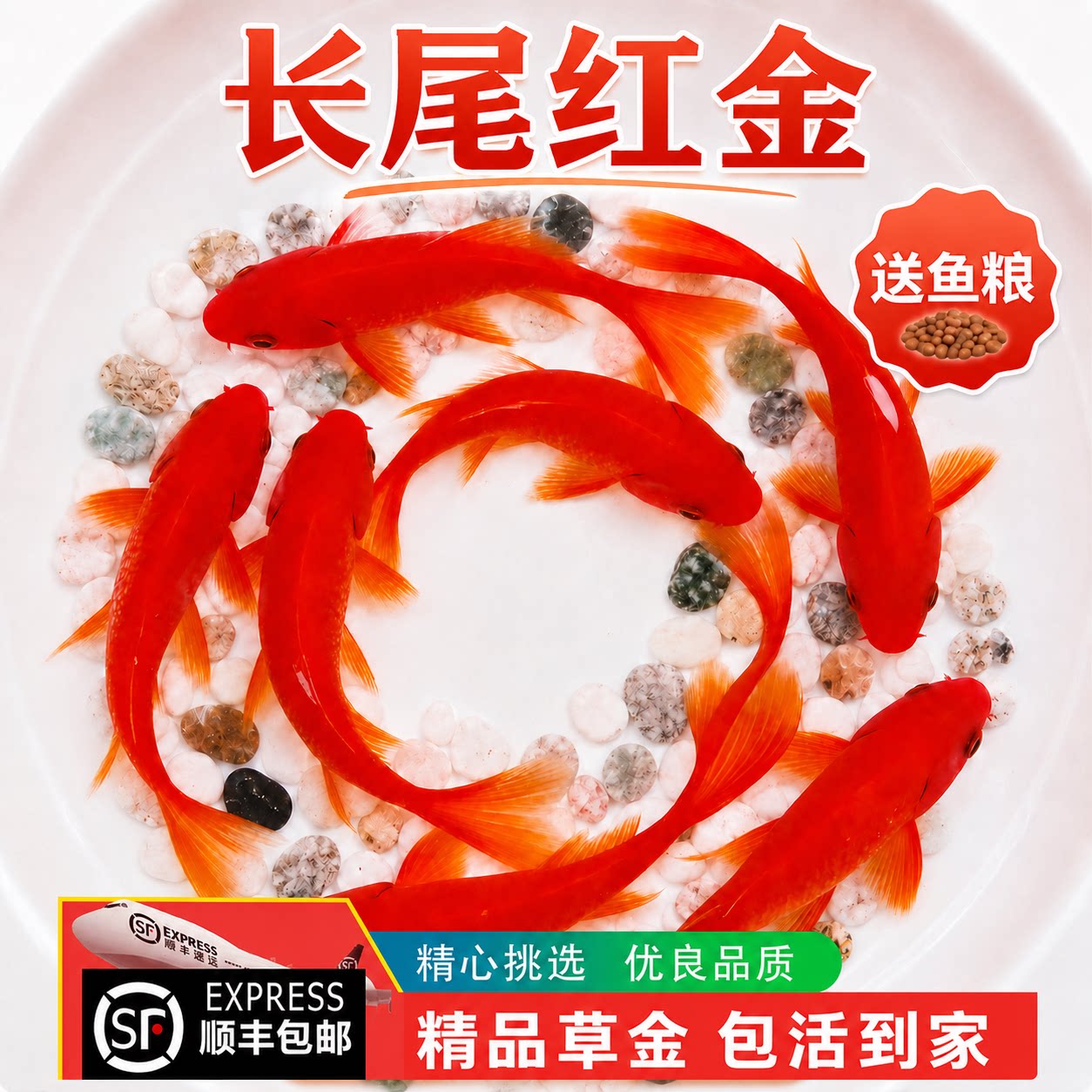 长尾大红草金鱼活鱼活体锦鲤鱼苗观赏鱼淡水小型好养耐活冷水鱼