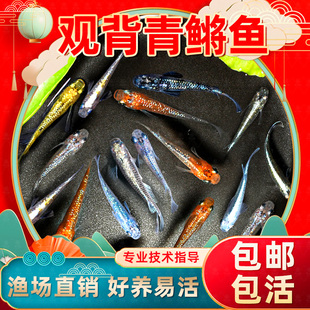 观背青鳉苗耐活青锵鱼可孵化卵不打氧淡水冷水红白青锵鱼原生迷你