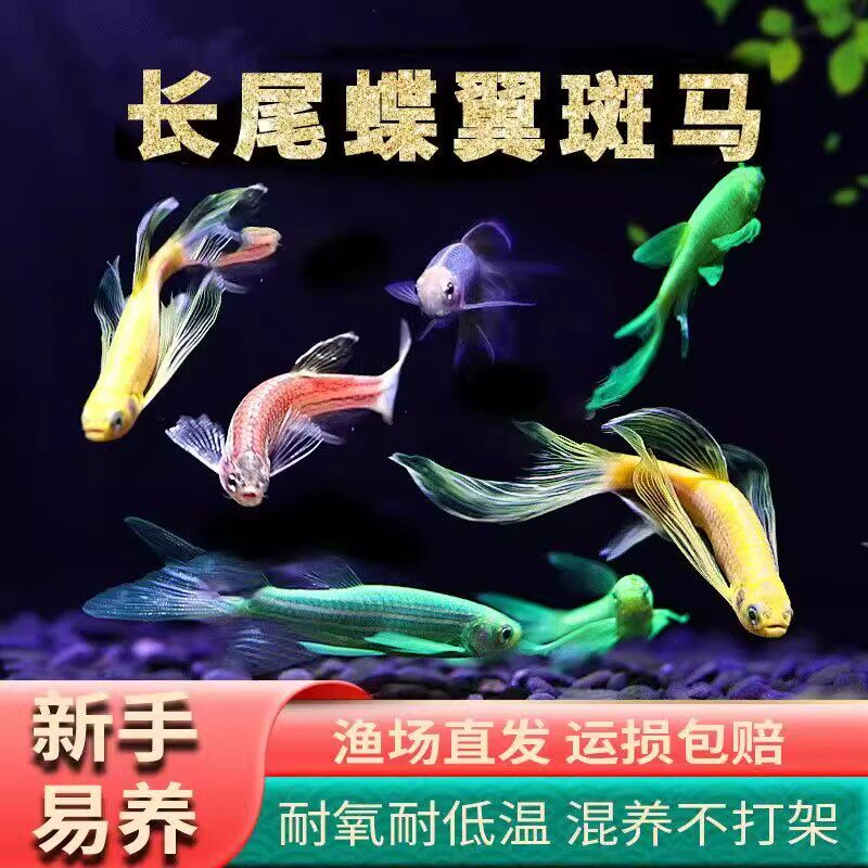 长尾蝶翼斑马鱼耐低温翡翠绿蓝莓荧光斑马鱼冷水鱼练手活体鱼好养