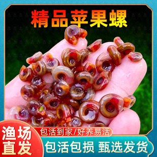 苹果螺除藻螺鱼缸清洁工具螺除藻宠物螺乌龟斑马狗头鱼活体饲料