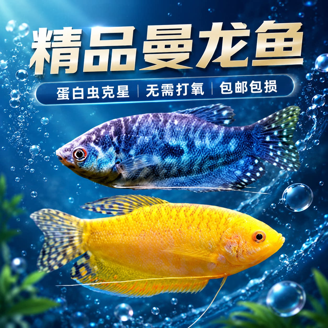 热带曼龙鱼淡水养殖观赏鱼新手精品活体好养耐活黄曼龙水族宠物鱼