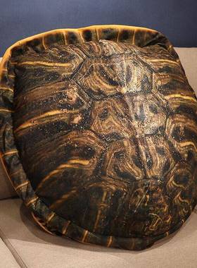 乌龟壳抱枕可穿戴睡觉神器玩偶毛绒玩具衣服人穿搞怪王八龟壳仿真