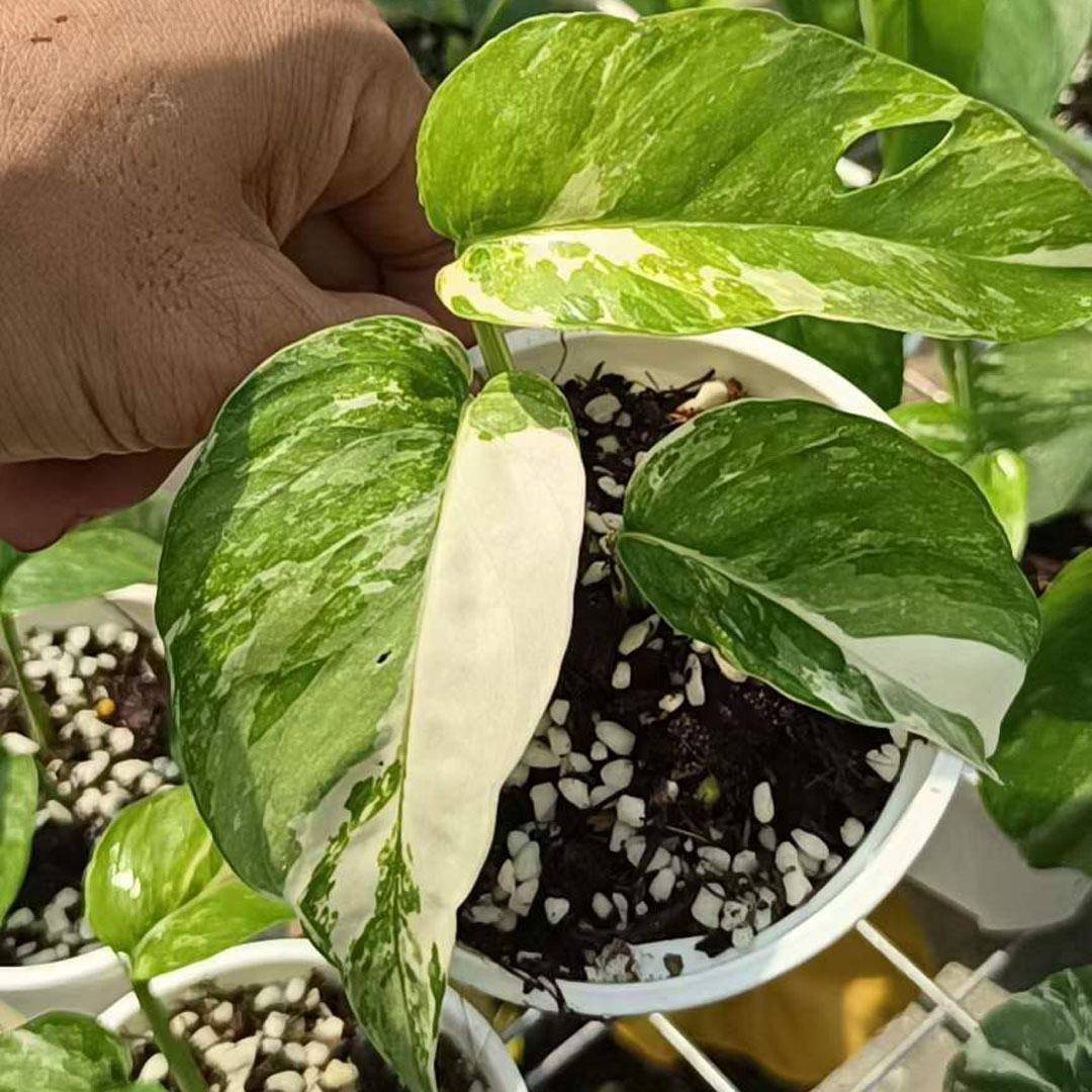 观叶网红植物绿植盆栽居家花卉盆栽白锦麒麟尾