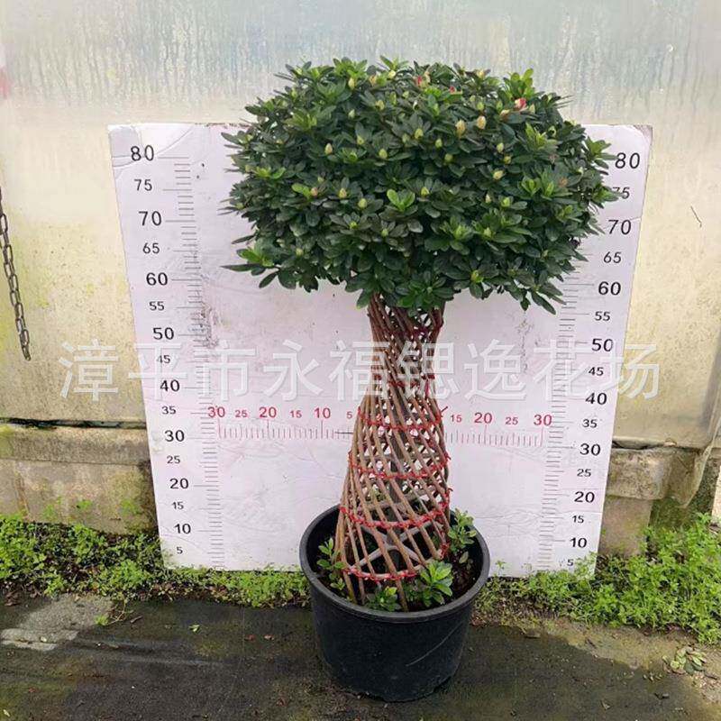 永福盆栽造型小蛮腰杜鹃花西玛樱桃红杨梅红杜鹃