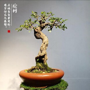 极速小叶榔榆树盆景提p根造型老桩阳台办公桌盆栽四季常青植物一