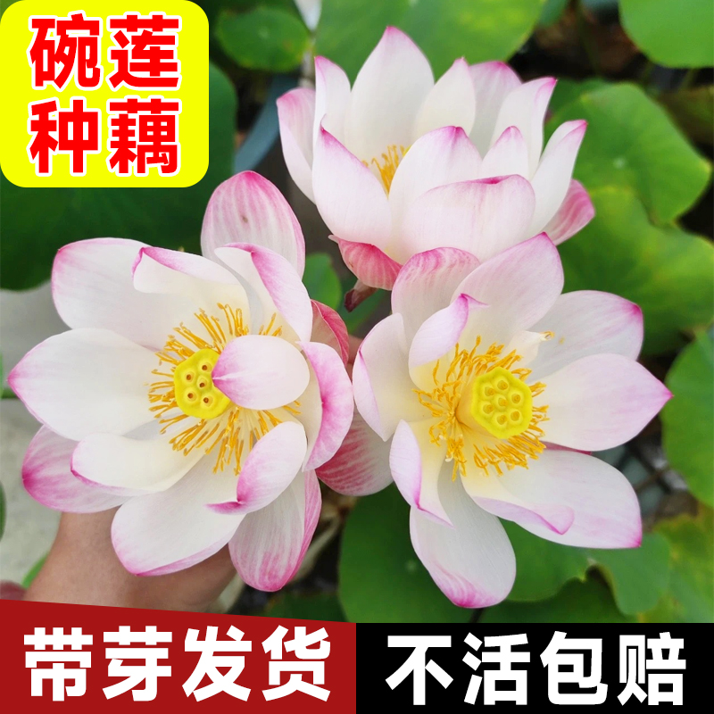 极速碗莲水培植物小型微型荷花睡莲根碗莲种藕苗无U土盆栽水养花