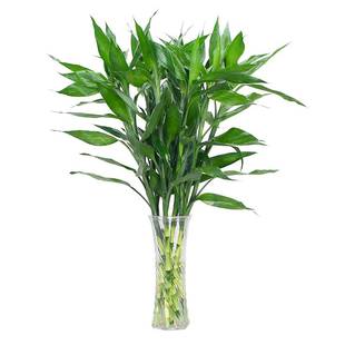 极速带根富贵竹水培转运竹荷花观音D竹龙竹办公室内客厅植物花卉