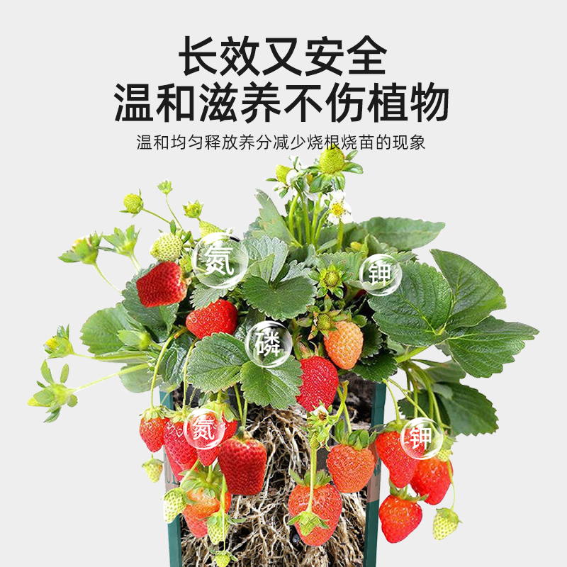 极速草莓缓释肥复合肥家用型控A释颗粒植物盆栽绿植花卉养花肥料