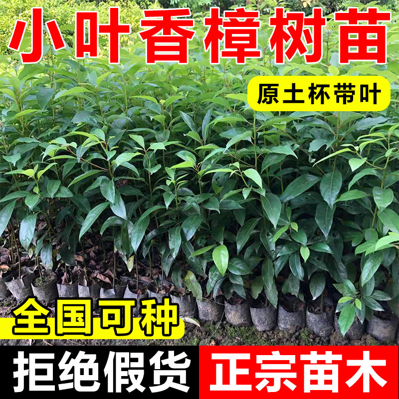 香樟树苗龙脑樟树驱蚊驱虫小叶香