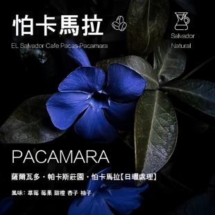 萨尔瓦多帕卡斯庄园怕卡马拉Pacamara咖啡豆日晒处理手冲单品咖啡