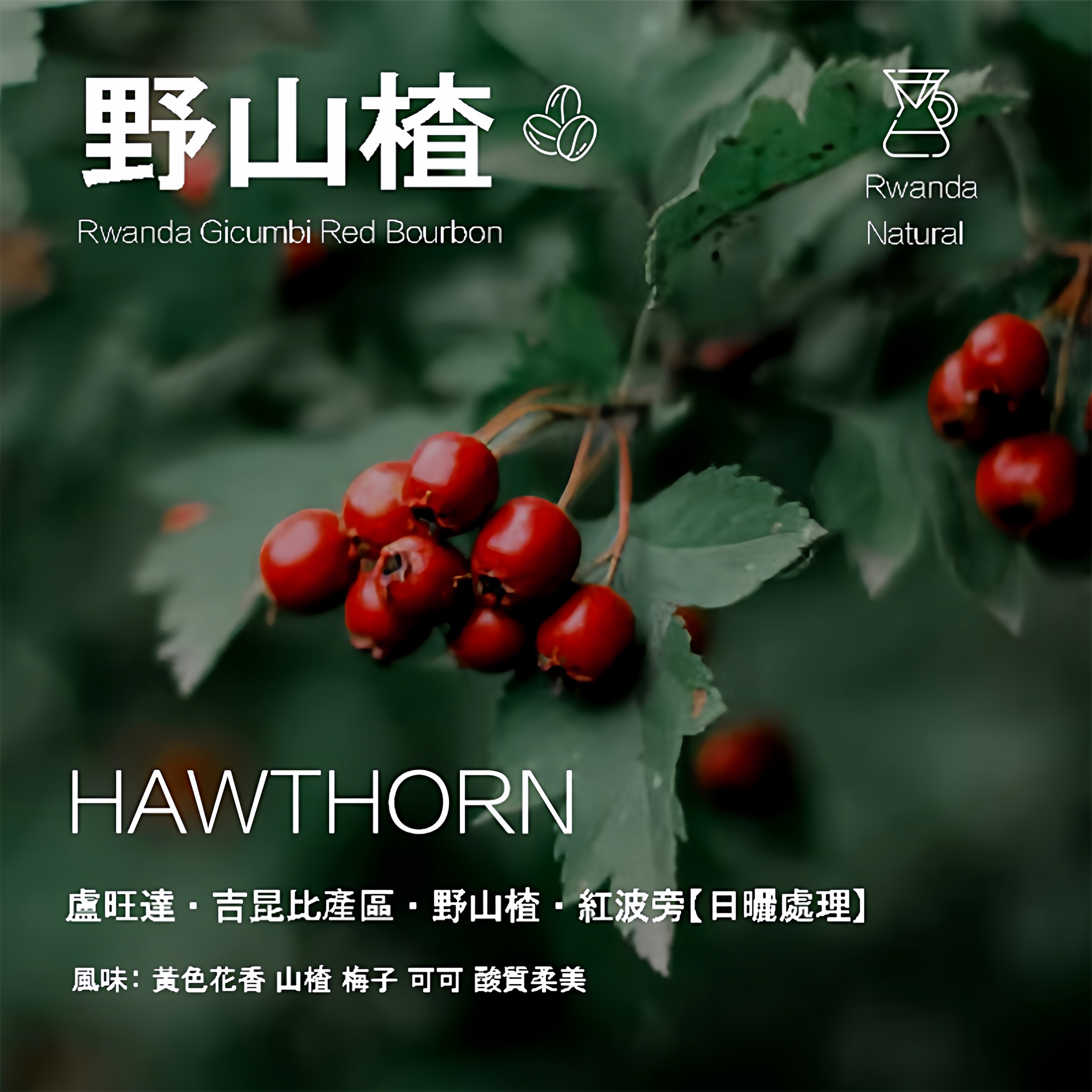 卢旺达吉昆比产区Gicumbi野山楂红波旁日晒处理咖啡豆手冲单品豆