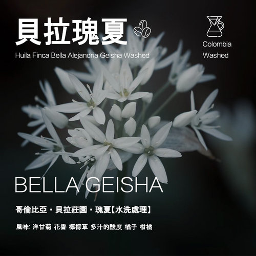 贝拉瑰夏咖啡豆哥伦比亚贝拉庄园