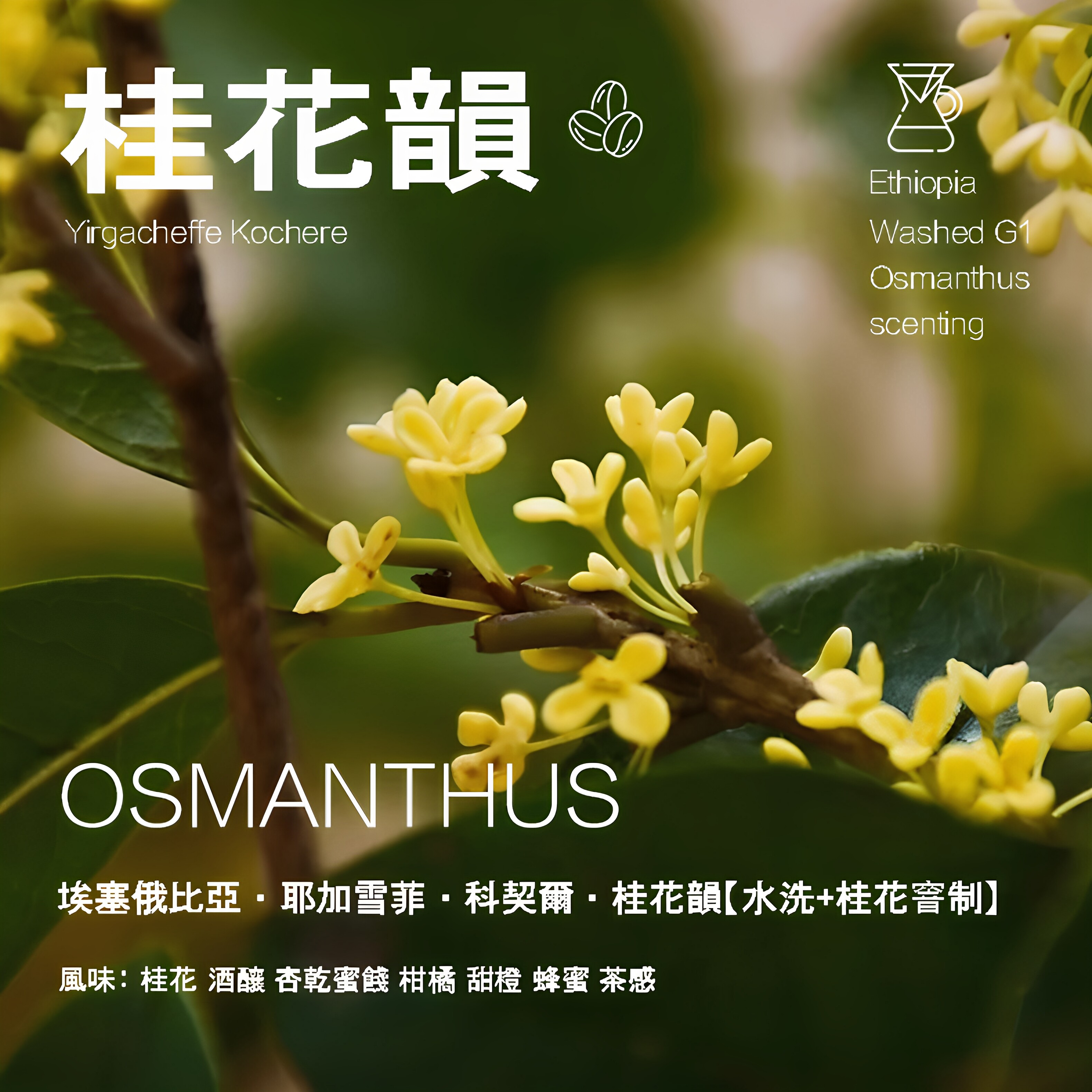 岚幻埃塞俄比亚耶加雪菲科契尔桂花韵咖啡豆水洗桂花窨制处理手冲