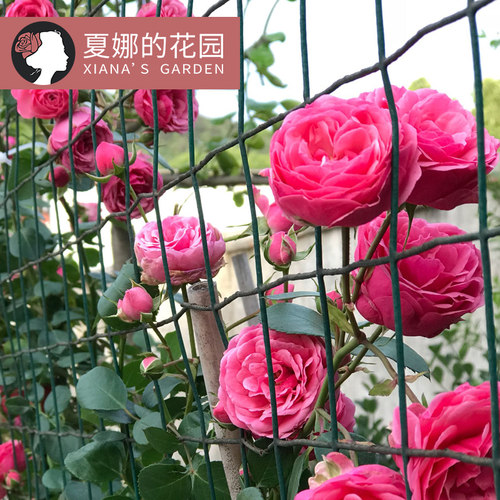 艾拉绒球爬藤月季花苗四季开花多头抗病勤花庭院花墙X藤本欧月花