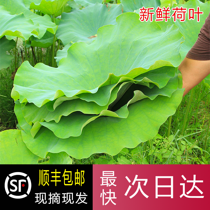 湖北新鲜荷叶现摘现发糯米鸡专用整张藕叶茶鲜切蒸饭熬粥叫花鸡