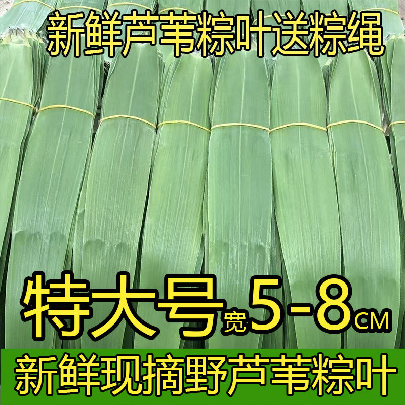 粽叶新鲜芦苇叶天然野生芦苇粽叶湖北特产现摘包粽子叶端午粽子叶