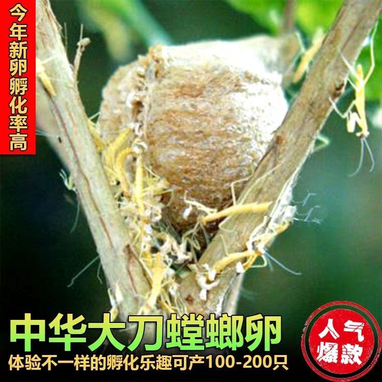 极速宠螳螂广花斧k螳螂卵儿童教学鞘中华物大刀刺花兰花魔枯叶菱