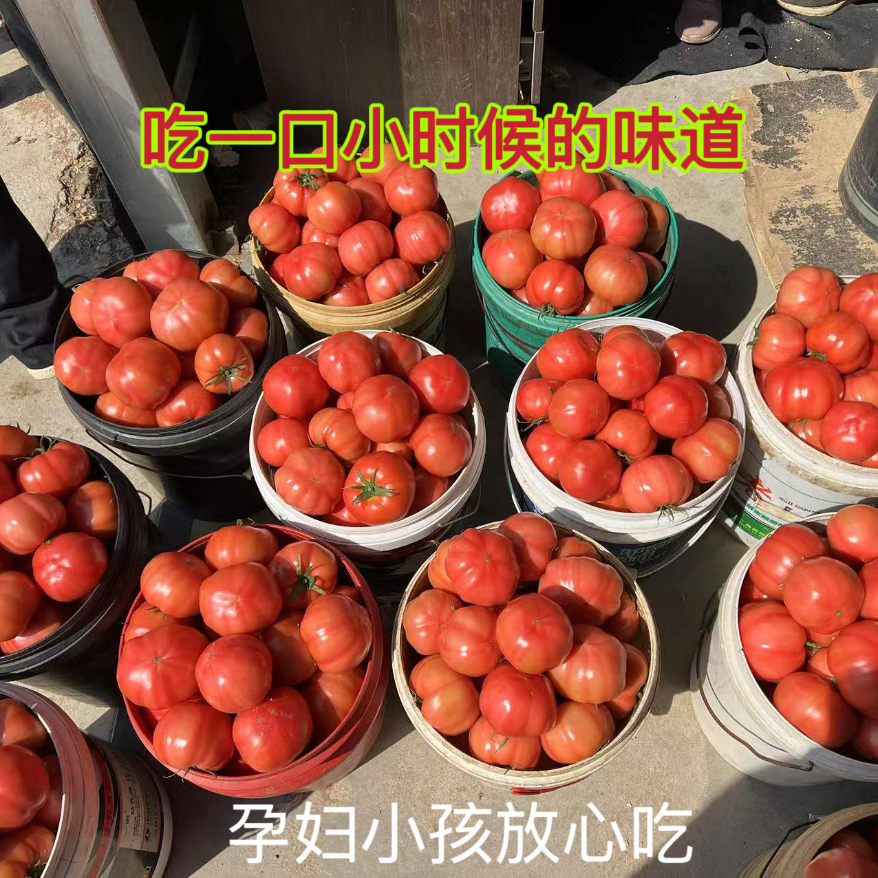 正宗山东海阳普罗旺斯西红柿生吃沙瓤番茄新鲜孕妇水果酸甜自然熟
