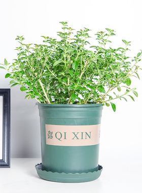 极速June snow bonsai qevergreen plants garden green plants f