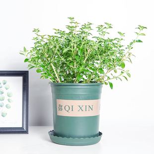 qevergreen bonsai plants garden 极速June green snow