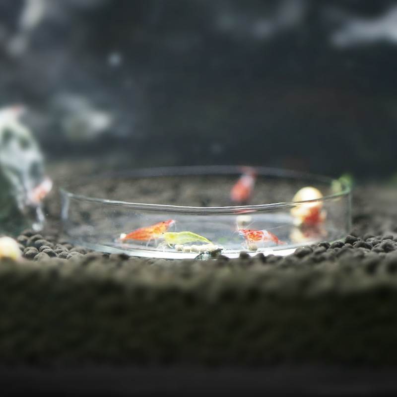 极速玻璃喂食盆水晶虾观赏虾螺饲料盘沉底鱼食菠菜U爬宠虾碗鱼缸