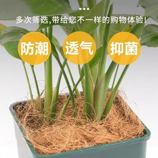 极速园艺椰丝天然椰棕丝花盆椰丝铺面G盆栽装饰花盆填充物鸟窝草