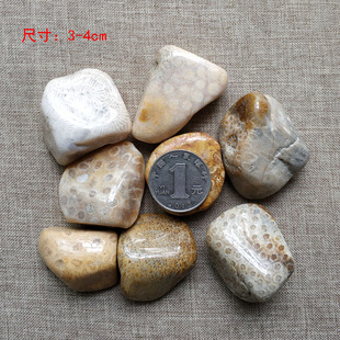 速发天然大块珊瑚玉化石菊花石碎石原石鱼缸花盆造景装饰石摆件矿