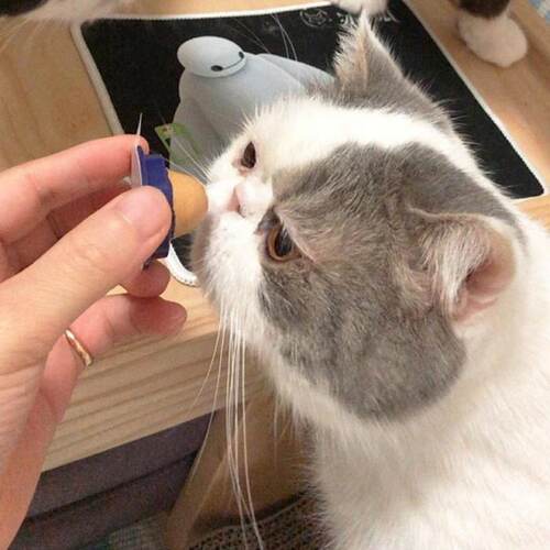 极速3/5Pccs Healthy Cat Snacks Cat Nip Sugar Candy ------Gig