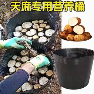天麻种植专用桶营养钵营养桶育苗桶魔芋桶育苗杯厚黑色塑料天麻桶