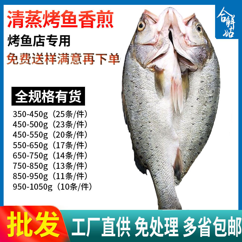 海鲈鱼开背新鲜冷冻鲜活深海鱼白蕉七星海卢鱼水产烤鱼半成品商用
