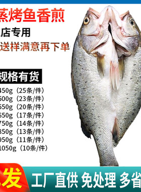 海鲈鱼开背新鲜冷冻鲜活深海鱼白蕉七星海卢鱼水产烤鱼半成品商用