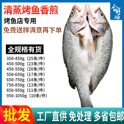 海鲈鱼开背新鲜冷冻鲜活深海鱼白蕉七星海卢鱼水产烤鱼半成品商用