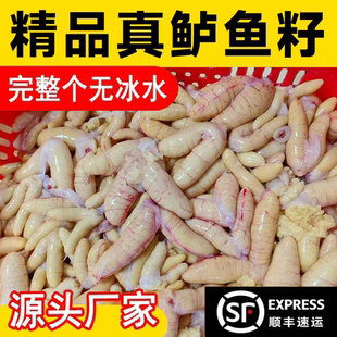 精品黑鱼鱼籽鲈鱼籽鱼蛋鱼卵鱼杂冷冻鱼鰾鱼泡火锅整箱批发无冰水