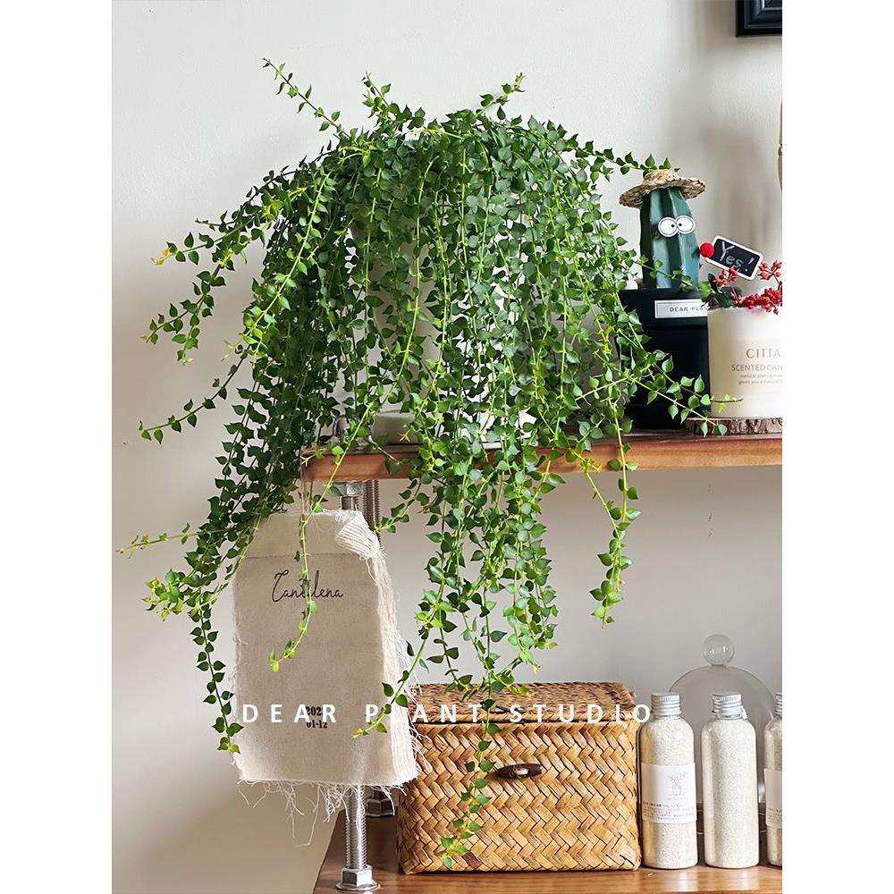 亲爱的绿植百万心吊兰盆栽藤蔓长藤垂吊植物净化空气办公室内绿植,模玩/动漫/周边/娃圈三坑/桌游,模型制作工具/辅料耗材,淘宝优惠券,粉丝福利购,淘宝优惠卷