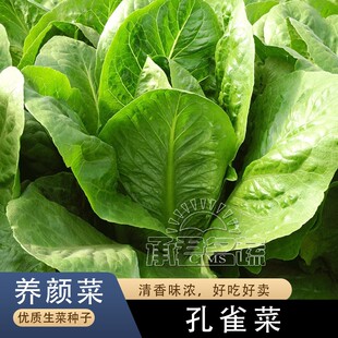 正品孔雀菜种子罗马直立生菜种籽四季青菜沙拉菜盆栽秋冬季菜籽种