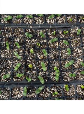 不锈钢花动卉穴盘种机 蔬菜XSK点生产基地自育苗播机 辣椒穴盘播