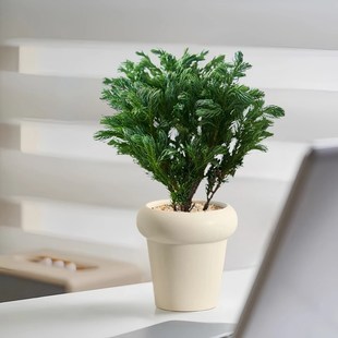 极速蓝松放轻松盆栽客厅办公室内桌面绿植小摆件T净化空气情绪植